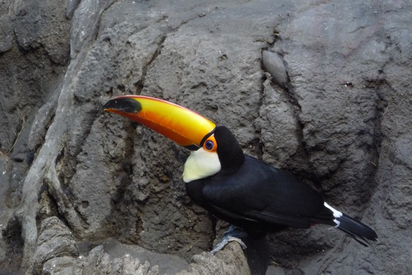 Toucan Ramphastos_toco Diergaarde Blijdorp Ramphastos