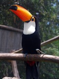 Toucan Ramphastos_toco Gramado Zoo Brazil Ramphastos