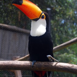 Toucan Ramphastos_toco Gramado Zoo Brazil Ramphastos