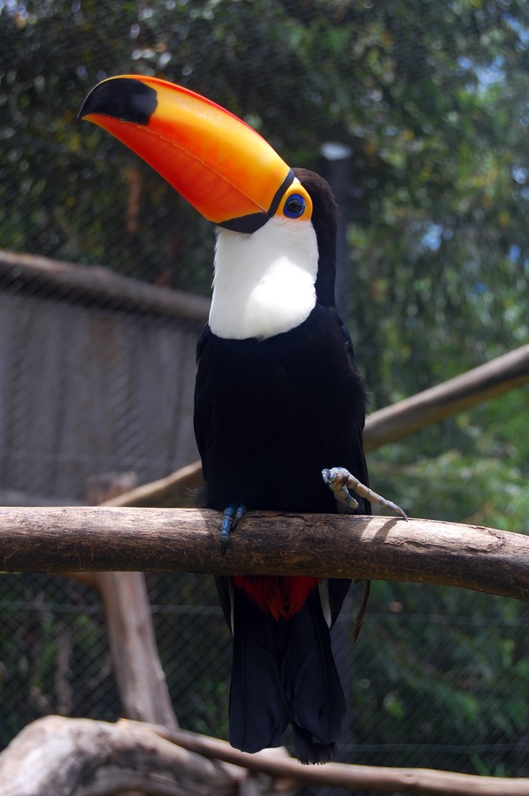 Toucan Ramphastos_toco Gramado Zoo Brazil Ramphastos