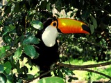 Toucan Ramphastos_toco Gramado_Zoo Ramphastos