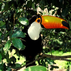 Toucan Ramphastos_toco Gramado_Zoo Ramphastos