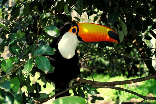 Toucan Ramphastos_toco Gramado_Zoo Ramphastos