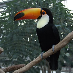 Toucan Ramphastos_toco Kobe_Kachoen Japan Ramphastos