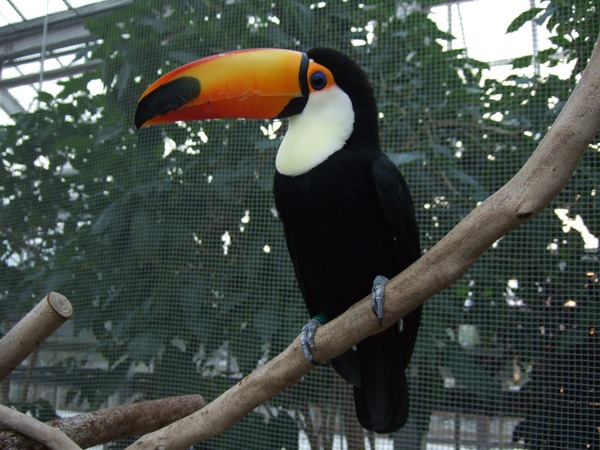 Toucan Ramphastos_toco Kobe_Kachoen Japan Ramphastos