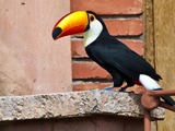 Toucan Ramphastos_toco Montecasino_Bird_Gardens Fourway s South_Africa-8a_(1) Ramphastos