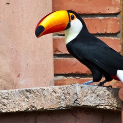 Toucan Ramphastos_toco Montecasino_Bird_Gardens Fourway s South_Africa-8a_(1) Ramphastos