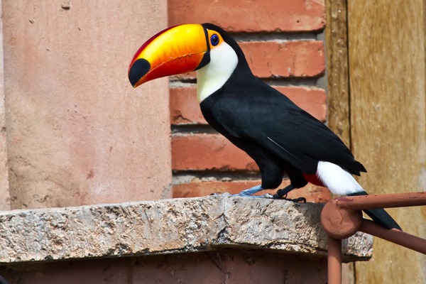 Toucan Ramphastos_toco Montecasino_Bird_Gardens Fourway s South_Africa-8a_(1) Ramphastos