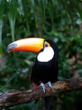 Toucan Ramphastos_toco Parque Aves Ramphastos