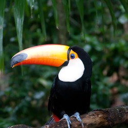 Toucan Ramphastos_toco Parque Aves Ramphastos