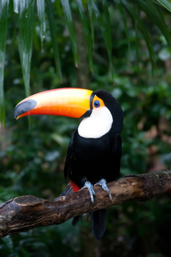 Toucan Ramphastos_toco Parque Aves Ramphastos