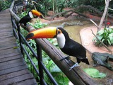 Toucan Ramphastos_toco Parque Brazil Ramphastos