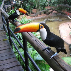 Toucan Ramphastos_toco Parque Brazil Ramphastos