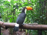 Toucan Ramphastos_toco Parque aves Brazil  Ramphastos