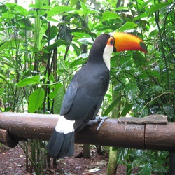 Toucan Ramphastos_toco Parque aves Brazil  Ramphastos