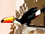 Toucan Ramphastos_toco Ramphastos (2)