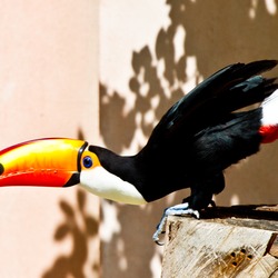 Toucan Ramphastos_toco Ramphastos (2)