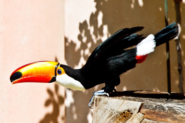 Toucan Ramphastos_toco Ramphastos (2)