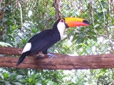 Toucan Ramphastos_toco Ramphastos (3)