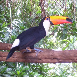 Toucan Ramphastos_toco Ramphastos (3)