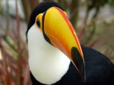 Toucan Ramphastos_toco Ramphastos