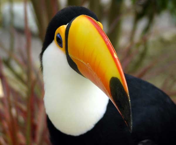 Toucan Ramphastos_toco Ramphastos