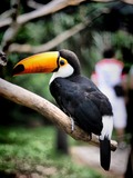 Toucan Ramphastos_toco perching Ramphastos