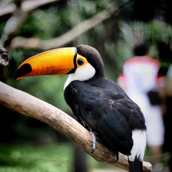 Toucan Ramphastos_toco perching Ramphastos