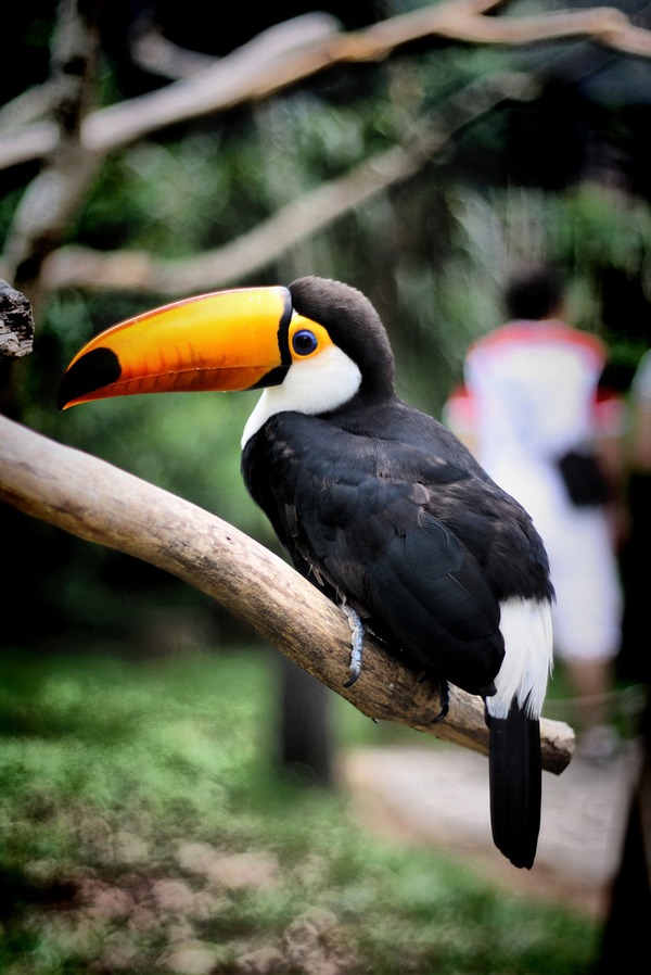 Toucan Ramphastos_toco perching Ramphastos