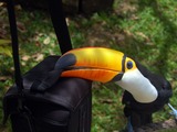 Toucan Ramphastos_toco-Gramado Zoo Brazil Ramphastos