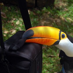 Toucan Ramphastos_toco-Gramado Zoo Brazil Ramphastos