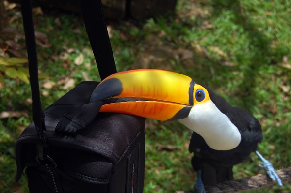 Toucan Ramphastos_toco-Gramado Zoo Brazil Ramphastos