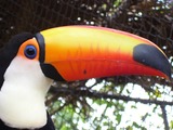 Toucan Ramphastos_toco4 Ramphastos