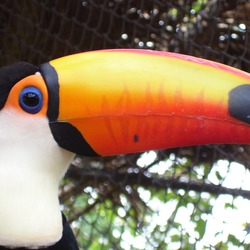 Toucan Ramphastos_toco4 Ramphastos