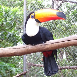 Toucan Ramphastos_toco5 Ramphastos