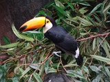 Toucan Ramphastos_toco_ Faunia Ramphastos