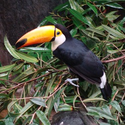 Toucan Ramphastos_toco_ Faunia Ramphastos