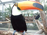 Toucan Ramphastos_toco_-Kobe Kachoen Ramphastos