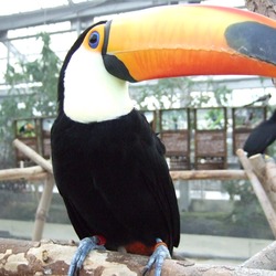 Toucan Ramphastos_toco_-Kobe Kachoen Ramphastos