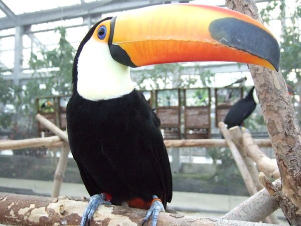 Toucan Ramphastos_toco_-Kobe Kachoen Ramphastos