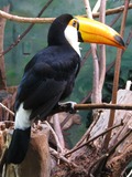 Toucan Ramphastos_toco_-captive Ramphastos