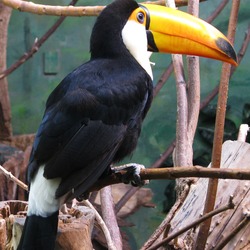 Toucan Ramphastos_toco_-captive Ramphastos