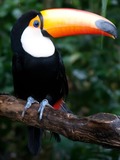 Toucan Ramphastos_toco_1 Ramphastos