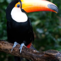 Toucan Ramphastos_toco_1 Ramphastos