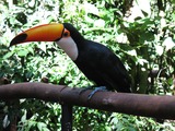 Toucan Ramphastos_toco_by_anagoria Ramphastos