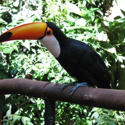 Toucan Ramphastos_toco_by_anagoria Ramphastos