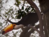 Toucan Ramphastos_toco_in Argentina Ramphastos