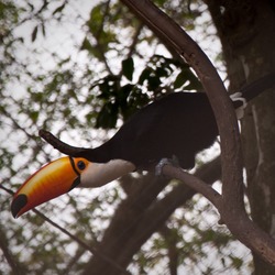 Toucan Ramphastos_toco_in Argentina Ramphastos