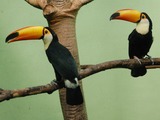 Toucan Ramphastos_toco_in_the_Bronx_Zoo Ramphastos