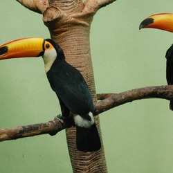 Toucan Ramphastos_toco_in_the_Bronx_Zoo Ramphastos